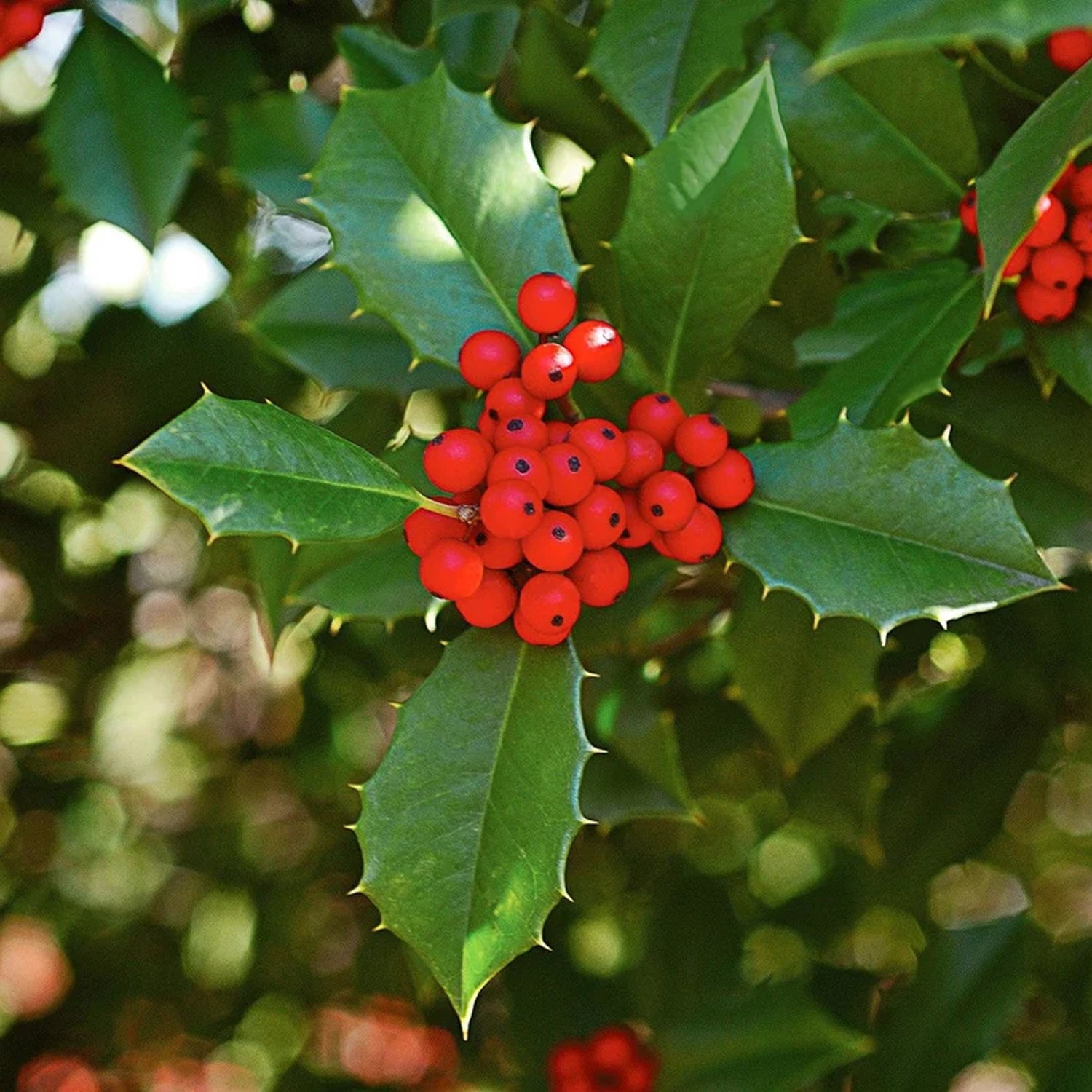 Expert Gardener 1-2 ft. tall Oakleaf Holly Live Tree