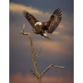 thumbnail image 2 of Galloimages Online 12x14 Black Ornate Wood Framed with Double Matting Museum Art Print Titled - Eagle Landing on Branch, 2 of 4