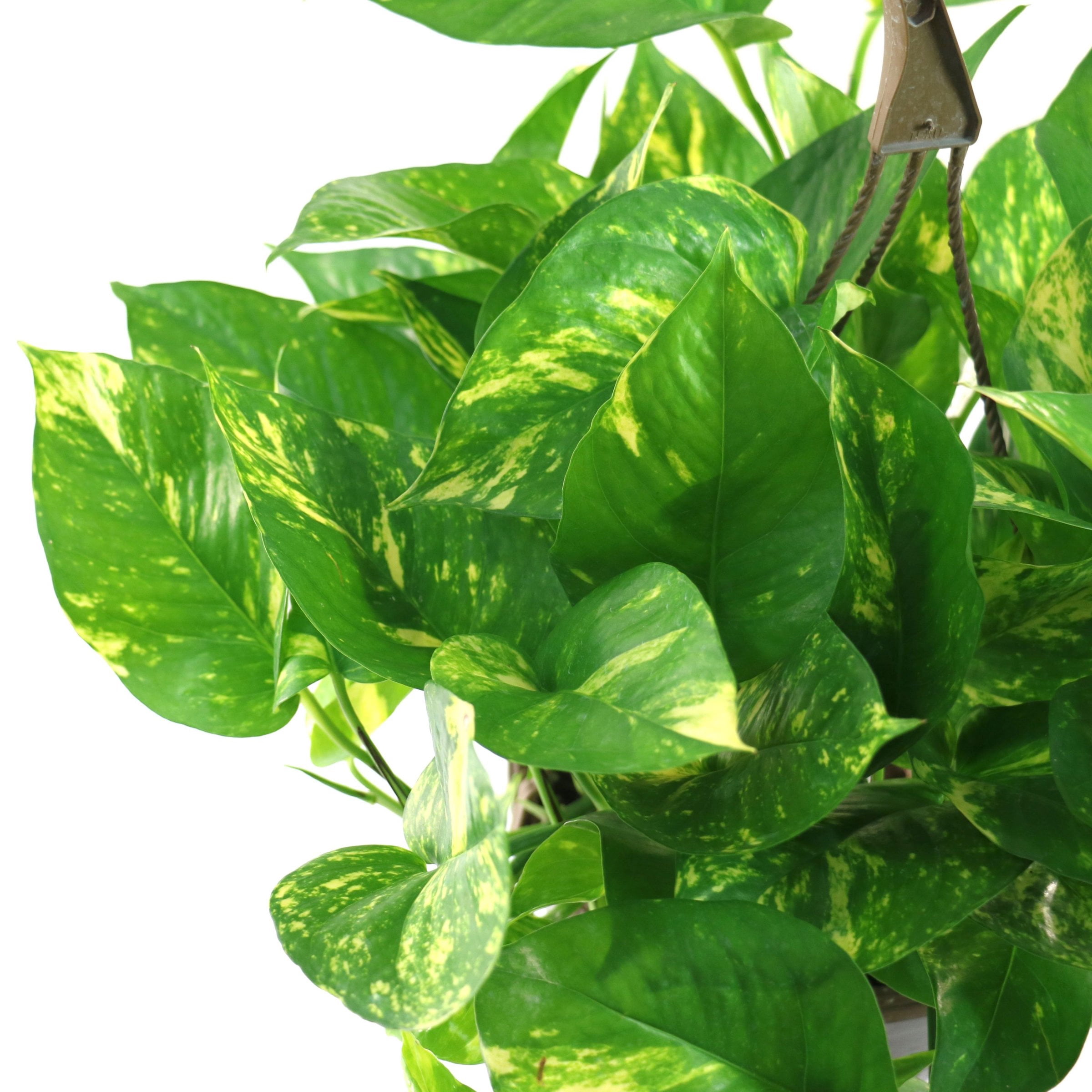 4 in. Pothos Golden Plant in Grower Container (3-Pack)