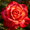 D, variant on Rose Seeds for Planting-(Non-Artificial)-fragrant, Vibrant Colors,Easy To Grow & Quick Sprouting Ornaments Surprise To Grow Garden Decoration