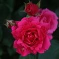 thumbnail image 2 of Heirloom Roses - Countryman Hardy Rose Bush - Pink Flowers For Garden, 2 of 9