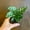 Freddie, variant on Calathea Sanguinea Prayer Plant - Live Plant in a 2 Inch Pot -Calathea 'Sanguinea' - Starter Plants - Beautiful and Elegant Easy Care Indoor Houseplants from The Nursery