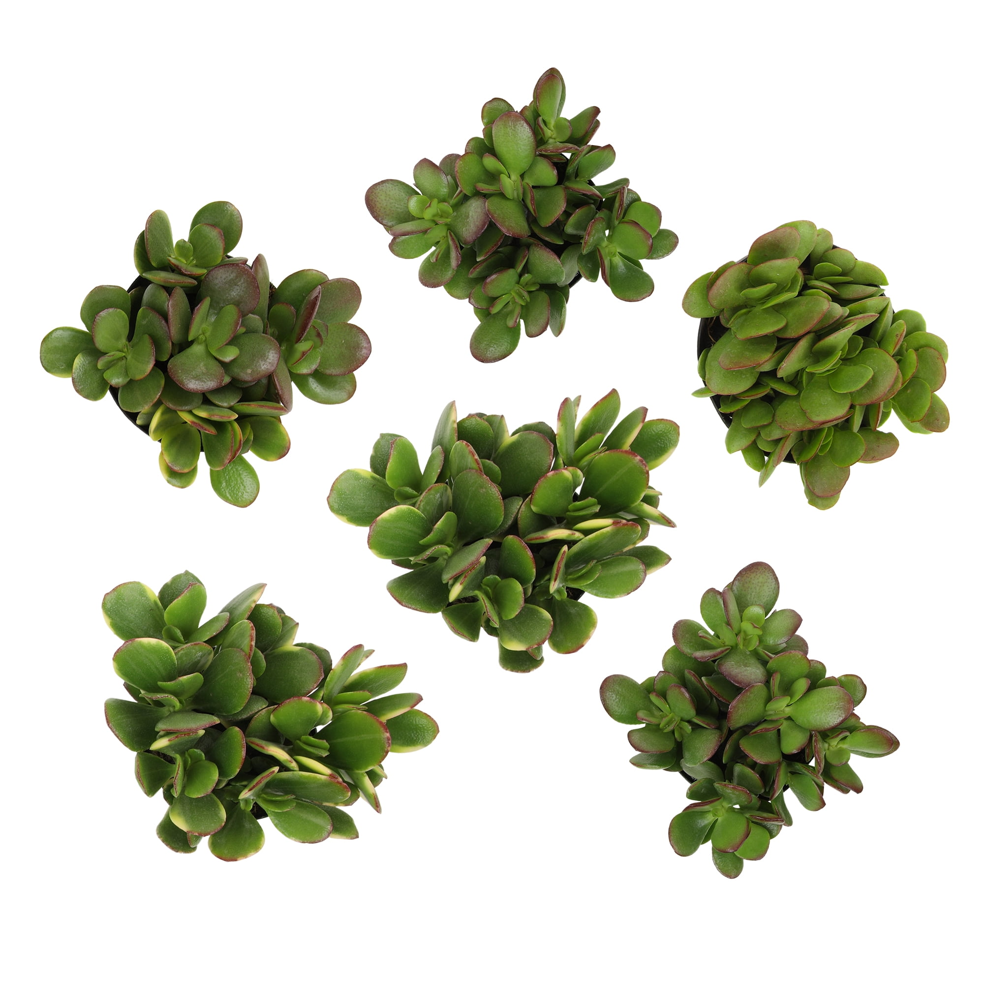 Altman Plants Classic Jade Succulents (6-pack), Easy House Plants in 3.5 in. Grower Pots