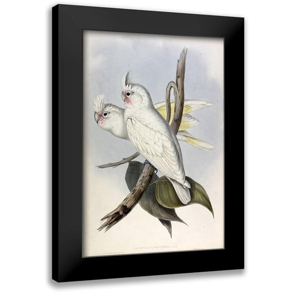 Gould, John 11x14 Black Modern Framed Museum Art Print Titled - Blood stained Cockatoo