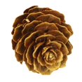 thumbnail image 2 of Decoración de adorno colgante de pistacho de con conos secos naturales Cono de pino dorado brillante Cola Decoración de cono de pino, 2 of 6