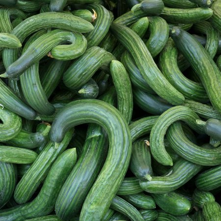 Cucumber Seeds - Armenian Dark Green - 1/4 Pound - Vegetable Seeds, Open Pollinated Seed Easy to Grow & Maintain, Container Garden