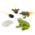 thumbnail image 3 of Flmtop 4 Pcs/5 Pcs Modèle d'Observation de la Croissance des Animaux Grenouille Tarantule Papillon Abeille, 3 of 10