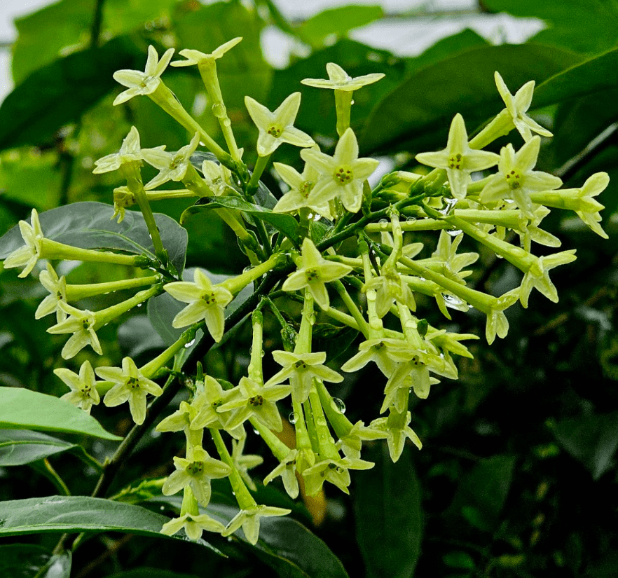 Night Blooming Jasmine Plant Live, Night Scented Flowering Plant 4-6 Inch Tall, White Jasmines Flowers Shurb, Grow Indoor or Outdoor