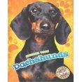 thumbnail image 1 of Dachshunds, 1 of 1