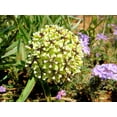 thumbnail image 2 of 20 Green SPIDER MILKWEED Asclepias Viridis White Purple Monarch Flower Seeds, 2 of 8