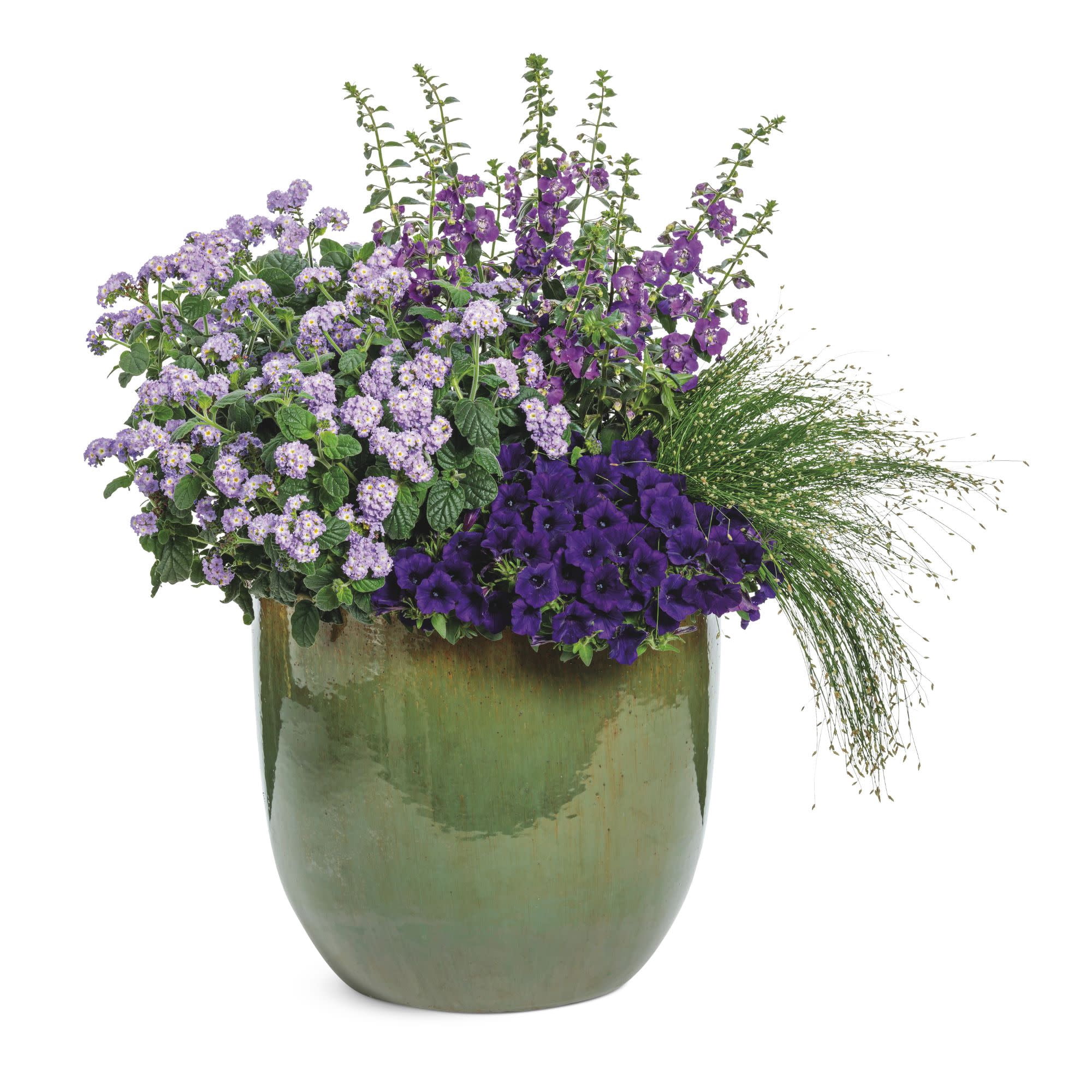 Proven Winners 4" Purple Augusta Lavender Heliotrope Live Plant in 4.25" Pot (4 Count)