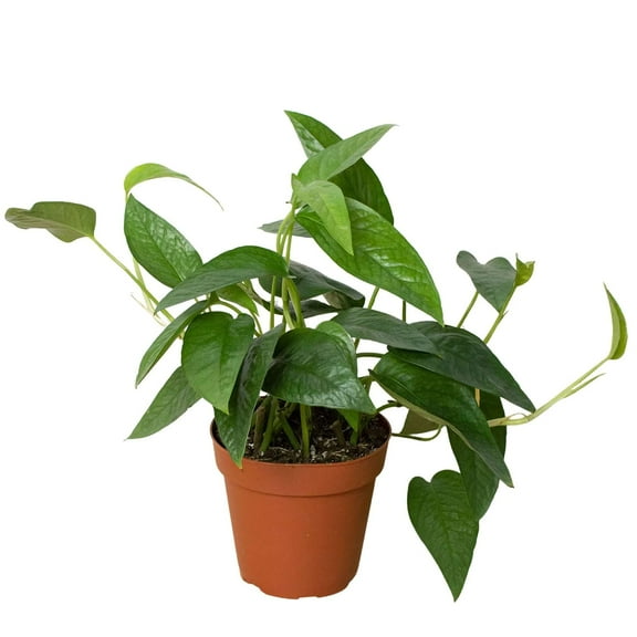 Pothos Cebu Blue Live Plant for Indoor | Different Houseplants in 4'' & 6'' Pot | Real House Plant for Living Room, Office & Desk | Devil’s Ivy, Dragon-tail, Centipede Tongavin