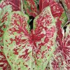 Proven Winners, Outdoor, Live Plants, Red, Caladium, 1.5PT, Each