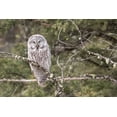 thumbnail image 2 of Peaco, Jim 32x23 White Modern Wood Framed Museum Art Print Titled - Great Gray Owl, Yellowstone National Park, 2 of 4