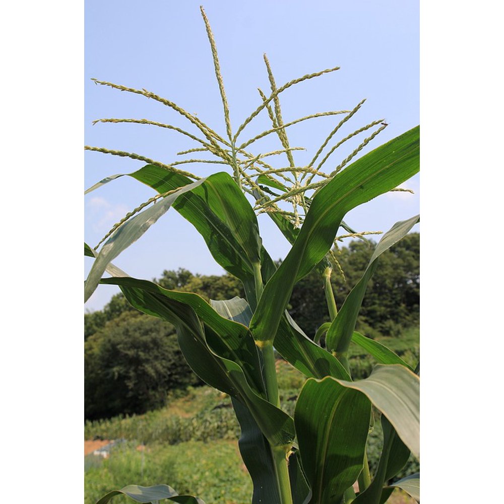 Male Flower Tassel Maize Tassels Corn Sweet Corn20 Inch By 30 Inch