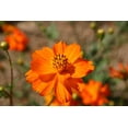 thumbnail image 2 of Cosmos Sulphur Klondyke Orange Flower Seeds, 100 Seeds Per Packet, isla's Garden Seeds, 2 of 6