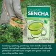 thumbnail image 3 of Eden Organic Sencha Green Tea, Japanese, Uji Cha, 16 Unbleached Manila Tea Bags/Box (12-Pack Case), 3 of 7