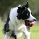 thumbnail image 4 of Pelota de fútbol de goma para perros Nerf Dog con chirriador interactivo Nerf Nerf Dog, 4 of 5