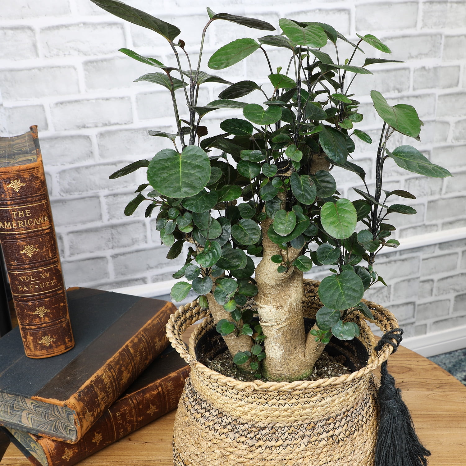 Fabian Stump Bonsai, Live Aralia | 8in Pot | Easy Houseplant, Partial Sun | Element by Altman Plants