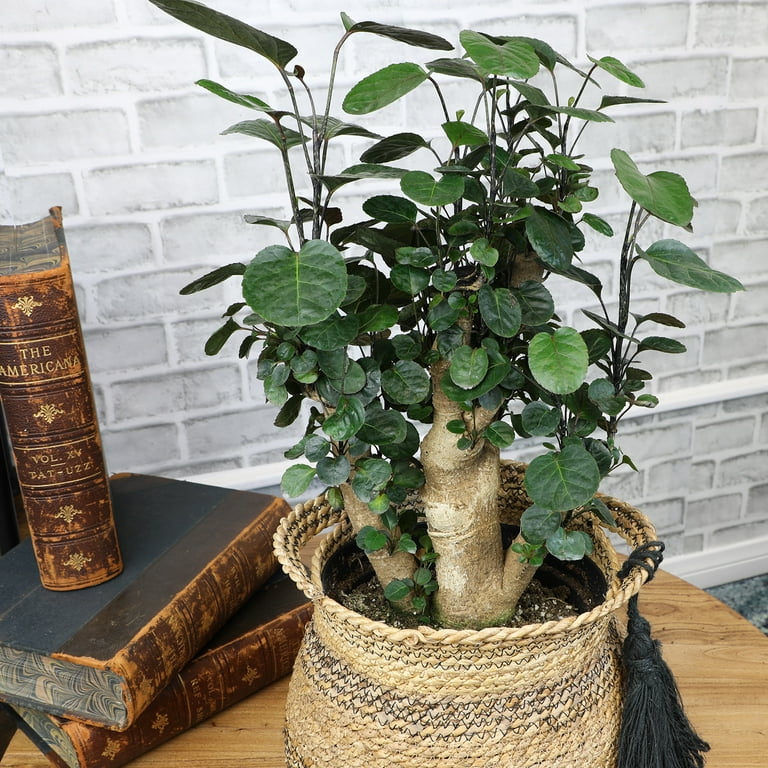 schaukelstuhl aus bambus Mid Century Schaukelstuhl Rattan Bambus Holz Sessel Easychair 105cm   Gallery Jarrodi
