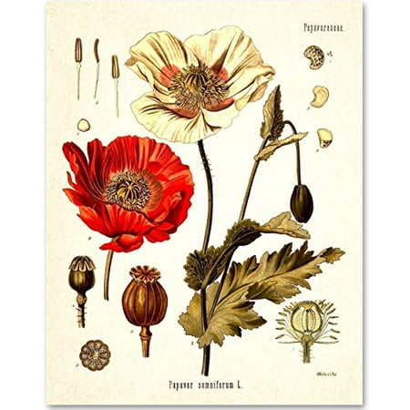 Opium Poppy Plant - 11x14 Unframed Art Print