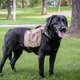 thumbnail image 3 of Classic No Pull Vest Harness for Medium Large Dogs with Pouches and Patches, 3 of 5