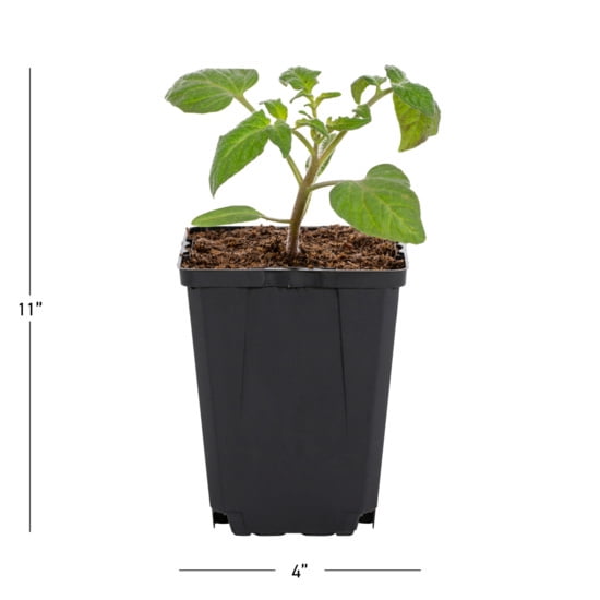 Expert Gardener 1PT Beefsteak Tomato Live Edible Plant Sun 6-Pack