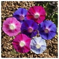 thumbnail image 2 of Everwilde Farms - 1/4 lb Tall Mixed Morning Glory Garden Flower Seeds - Gold Vault Bulk Seed Packet, 2 of 3