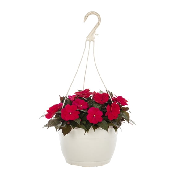 Expert Gardener 1.5gal Pink New Guinea Impatiens Live Annual Plant Hanging Basket Shade