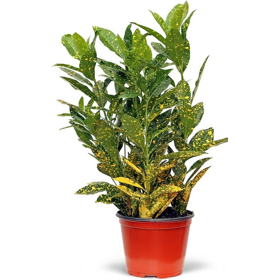 Live Croton Gold Dust, Variegated Houseplant, Indoor Potted Plant, Christmas Gift for Co-Worker, Mom Birthday Gift, Father's Day Gift in 6" Pot