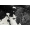 thumbnail image 3 of H-Luxe Faux Fur Cowhide Rug, 3 of 3