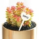 thumbnail image 5 of 50 etiquetas de madera en forma de T para semillas de plantas de vivero, etiquetas para macetas Corazón, 5 of 9