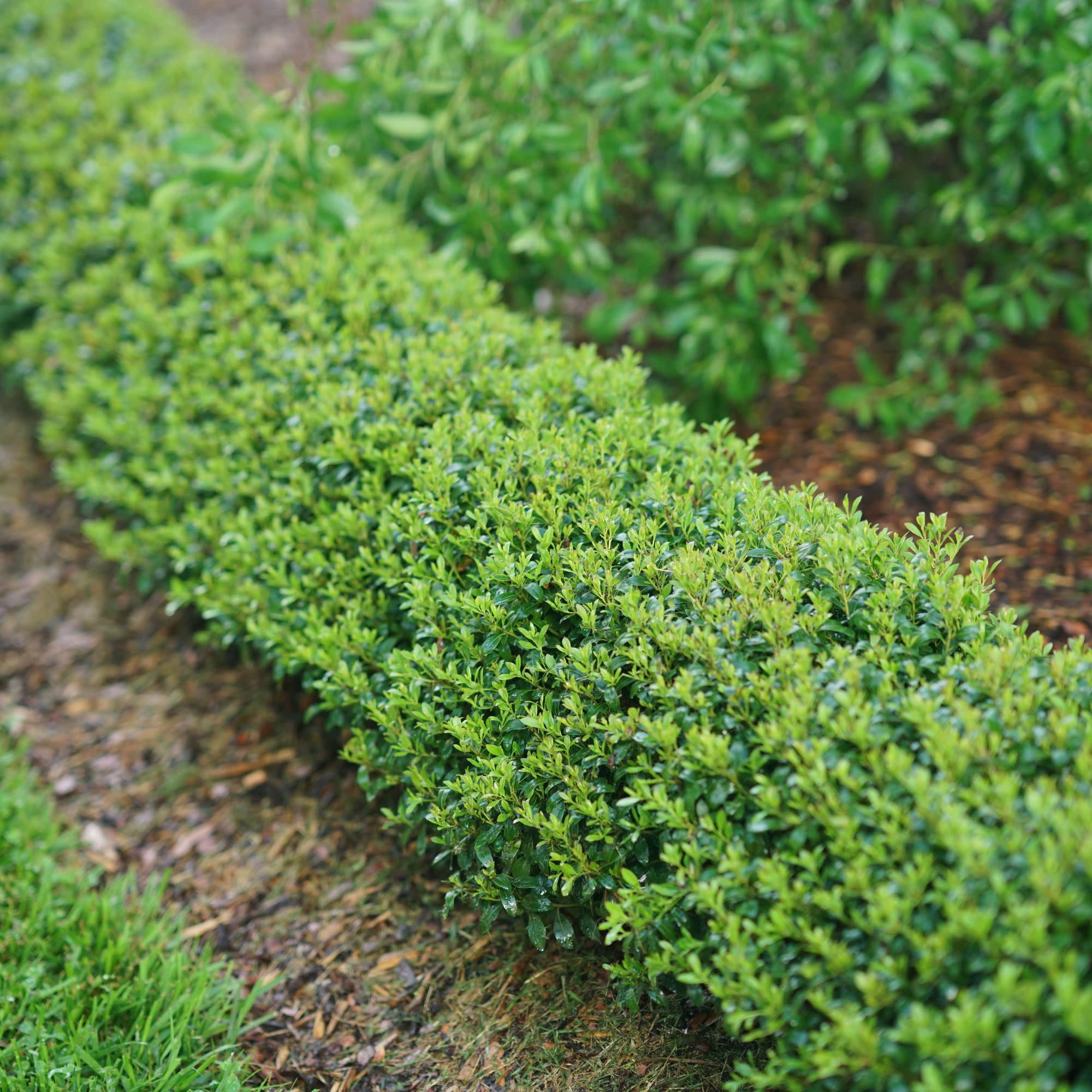 Proven Winners ColorChoice 5" Strongbox Inkberry Holly Live Plant in 4.5" Pot (4 Count)