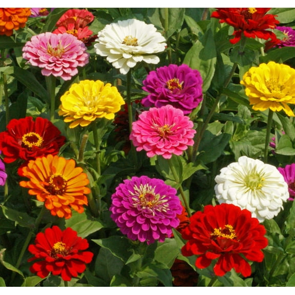 Zinnia California Giant Mix Nice Garden Flower Seeds by Seed Kingdom (1 Lb Seeds)