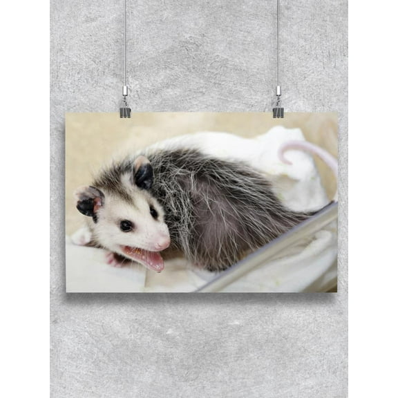 Opossum In Bed Poster - Image by Shutterstock,
