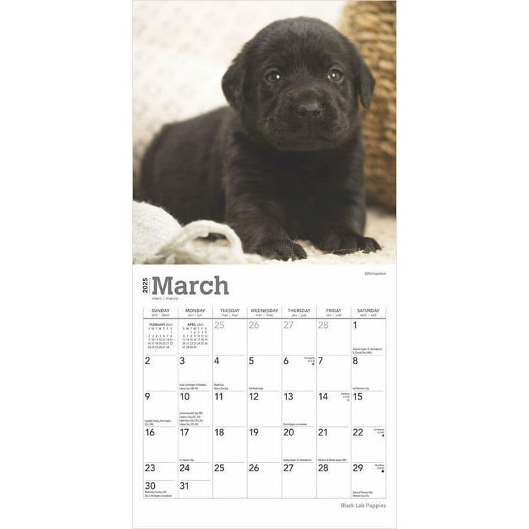 新着入荷の通販 BrownTrout, Calendar Wall Mini 2025 Puppies Lab Black カレンダー