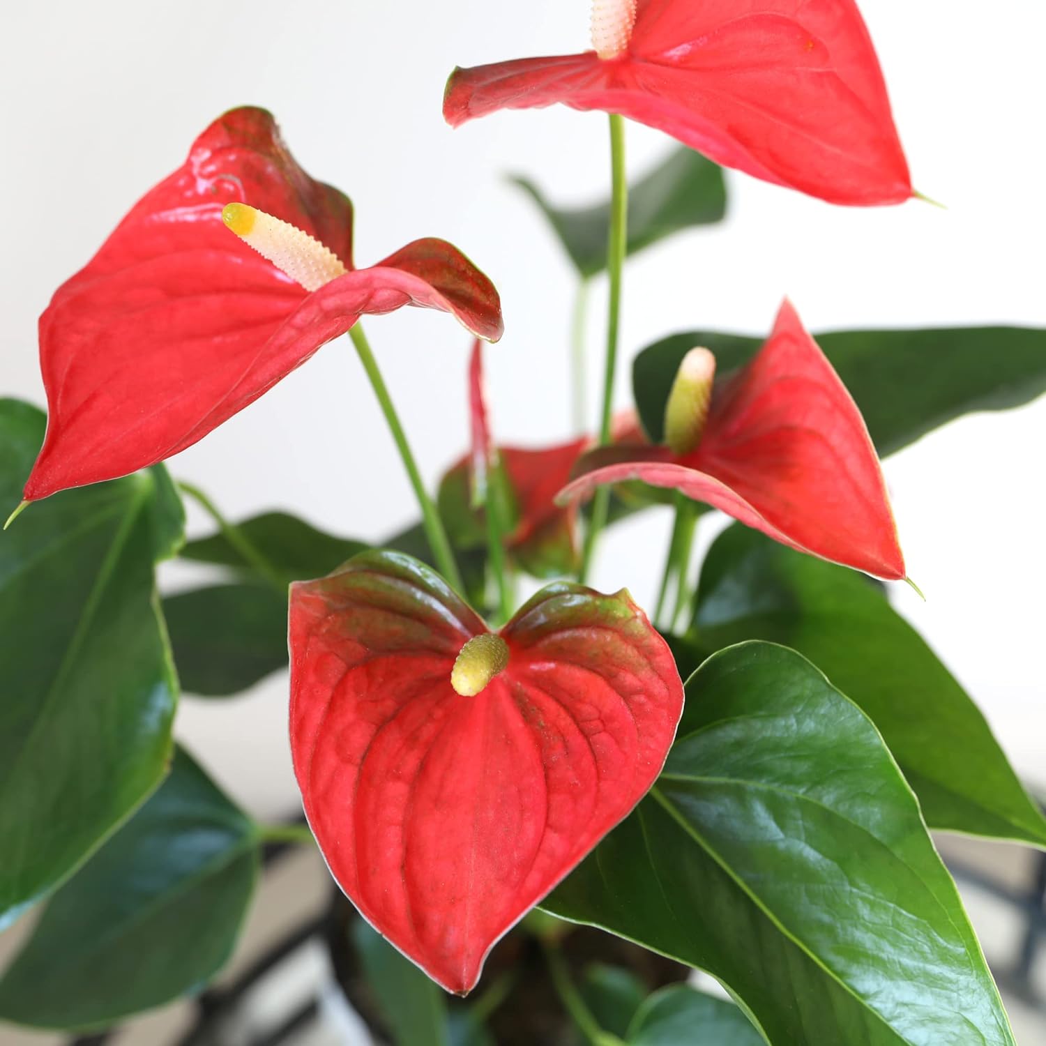 Just Add Ice 14-18" Tall Rustic Red Anthurium Live Plant in 5" Moss Topped White Ceramic Pot, House Plant