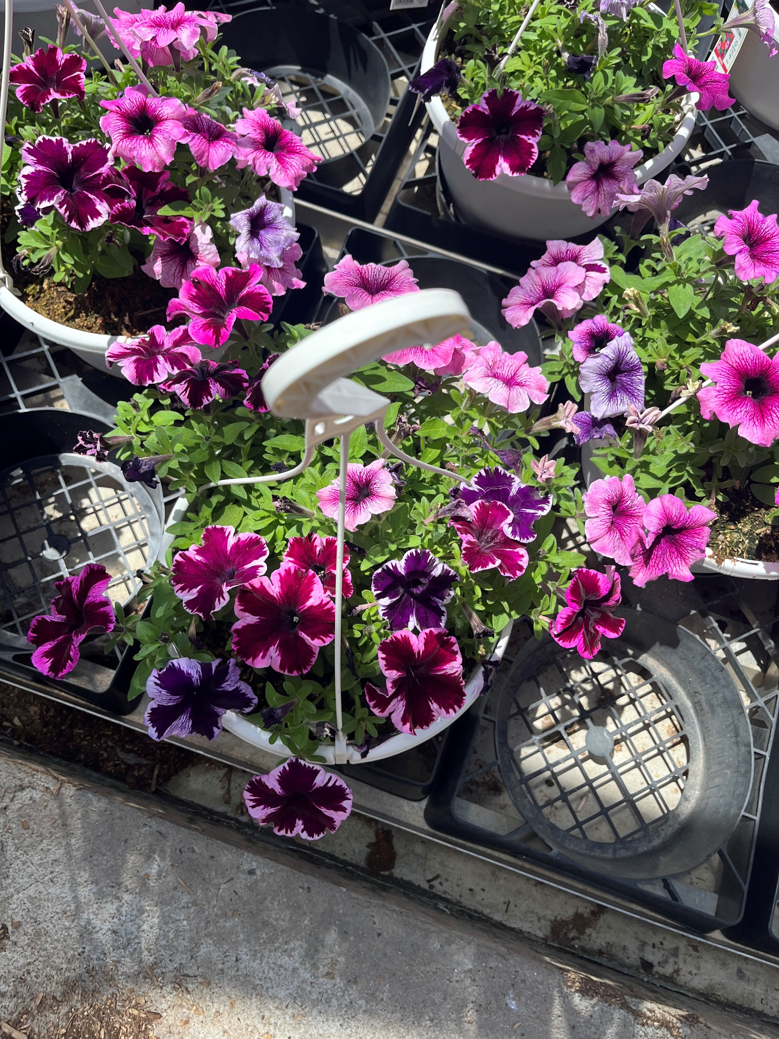 Expert Gardener 1.5 gal Pink Petunia Live Annual Plant Hanging Basket, Full Sun