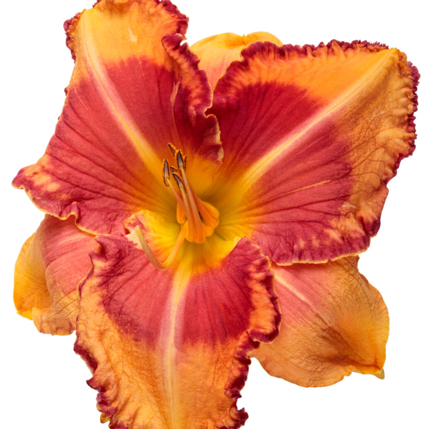 Proven Winners 6" Orange Rainbow Rhythm 'Lake of Fire' Daylily Live Plant in 6.5" Pot