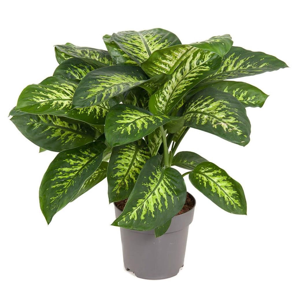 Gardenera Labs Premium DIEFFENBACHIA Potting Soil Mix - Ideal for Growing Robust and Healthy Dieffenbachia - 4 Quart