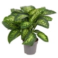 thumbnail image 2 of ⭐ Gardenera Labs Superior Potting Soil Mix for Dieffenbachia - Perfect Balance of Nutrients, Drainage, and Aeration for Optimal Growth (1 Quart), 2 of 3