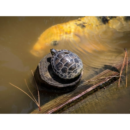 Red Eared Sliders Turtles - canvas print small turtle red eared slider amphibious baby turtle stretched canvas 10 x 14