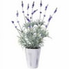 Lavender Plant In 5" Pot