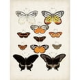 thumbnail image 3 of Vision Studio 19x24 Black Modern Framed Museum Art Print Titled - Vintage Butterflies III, 3 of 5