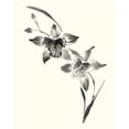 thumbnail image 2 of Rae, Nan 12x14 Gold Ornate Wood Framed with Double Matting Museum Art Print Titled - Studies in Ink - Cymbidium, 2 of 4