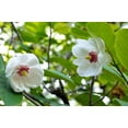 thumbnail image 5 of 10 OYAMA MAGNOLIA TREE White Pink Flower Pink Pod Sieboldii Siebolds Shrub Seeds, 5 of 10