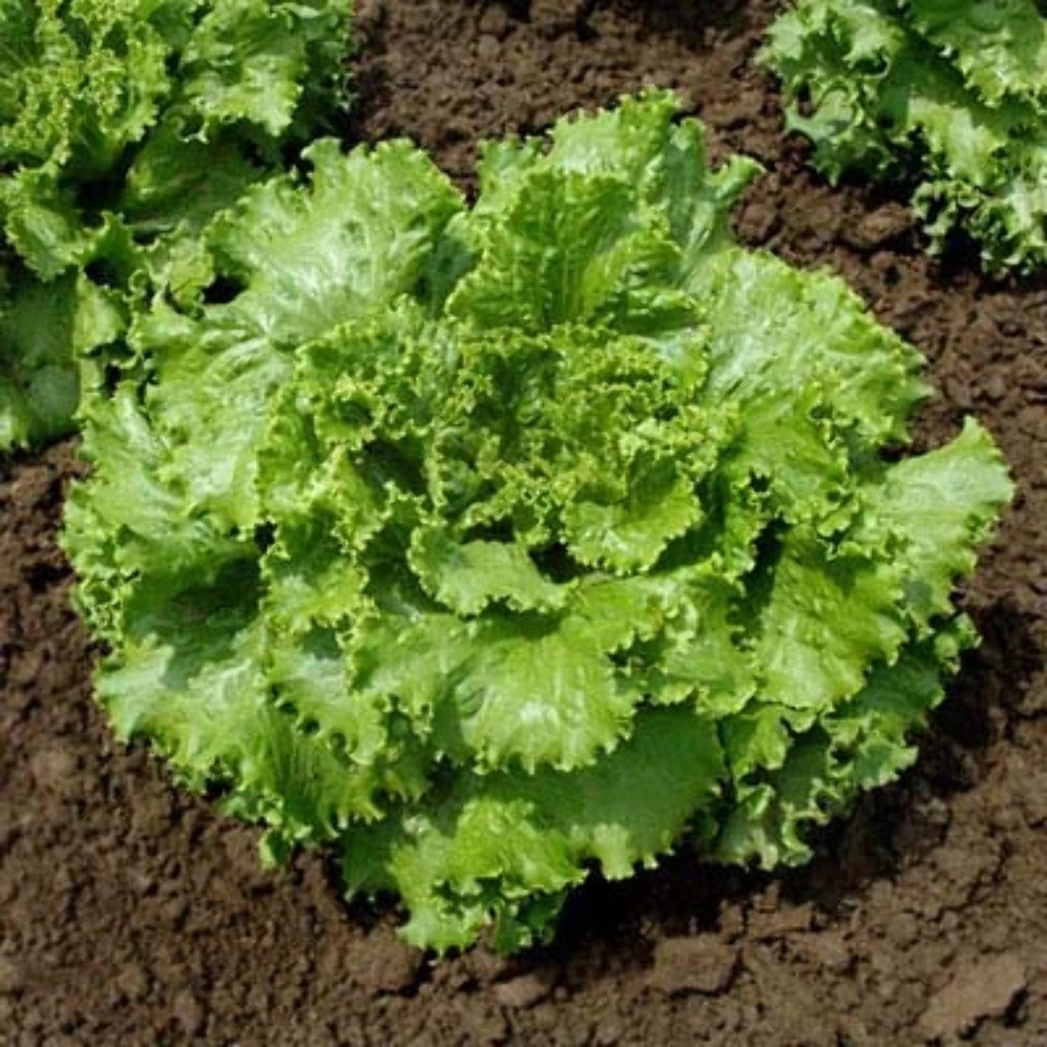 Lettuce Oso Verde MTO Seed