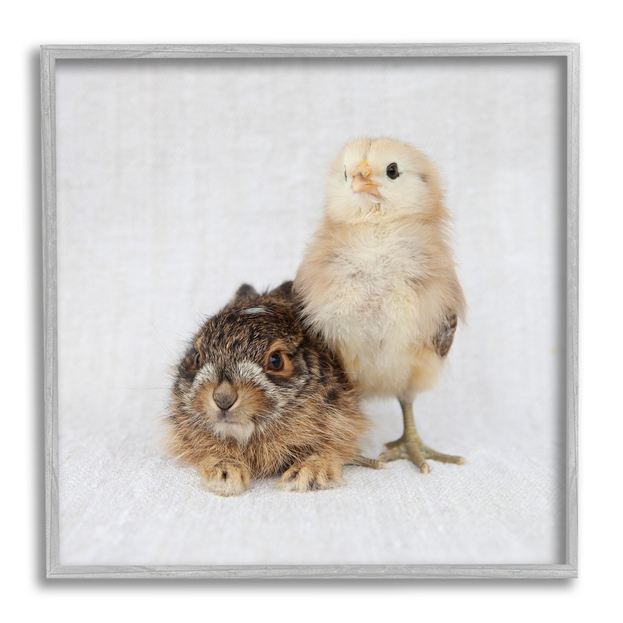 Stupell Industries Baby Animals Chick Bunny Duo Portrait Photography Photograph Gray Framed Art Print Wall Art, Design by Tania Soderman