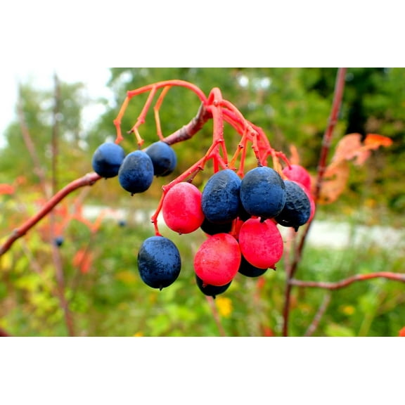30 Nannyberry Seeds for Planting - Viburnum lentago