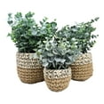 thumbnail image 3 of Set Of 3 Realistic Artificial Botanica Fern Eucalyptus Plant In Chic Woven Pots, 3 of 6